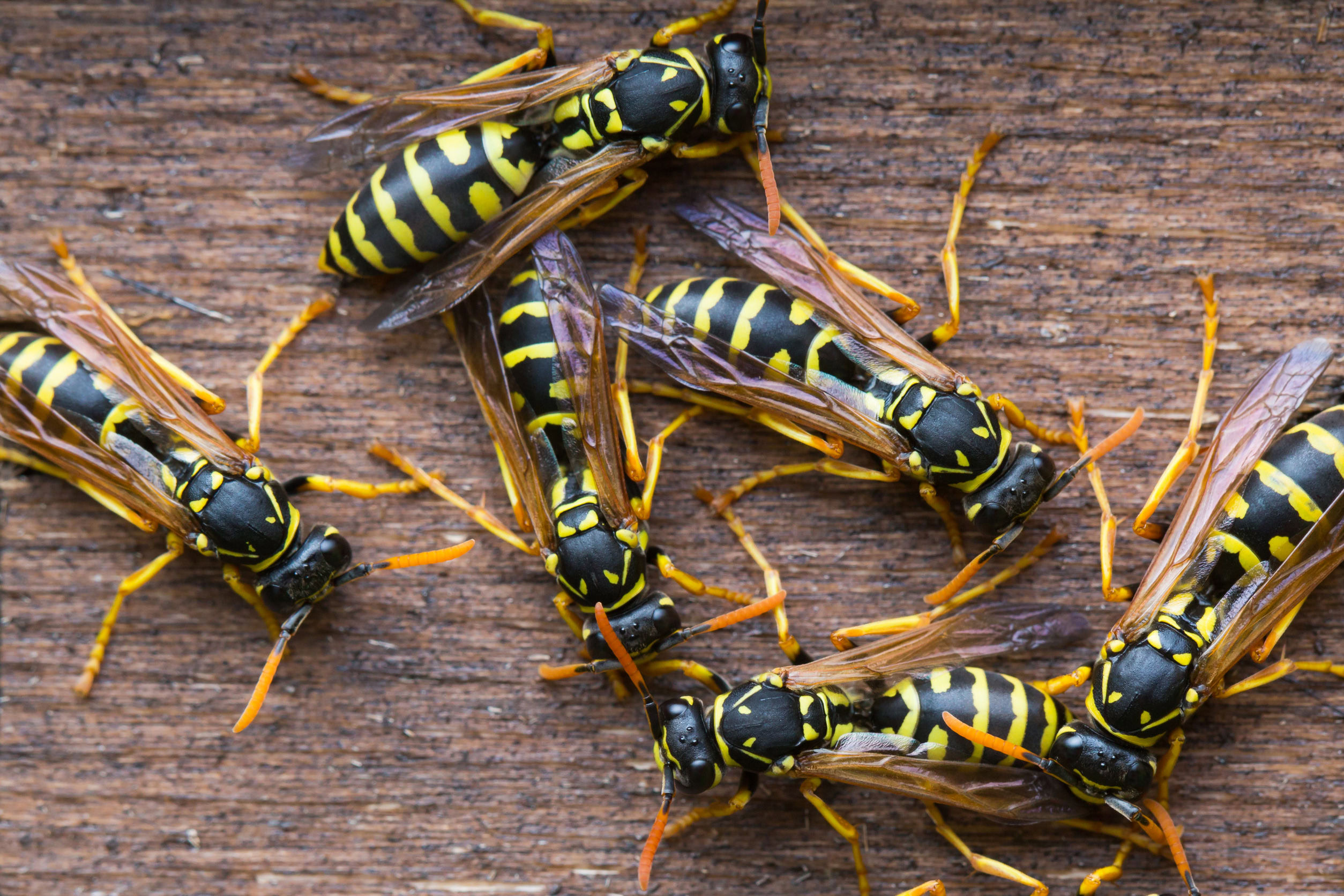 45157337 - several wasps gathering near their nest